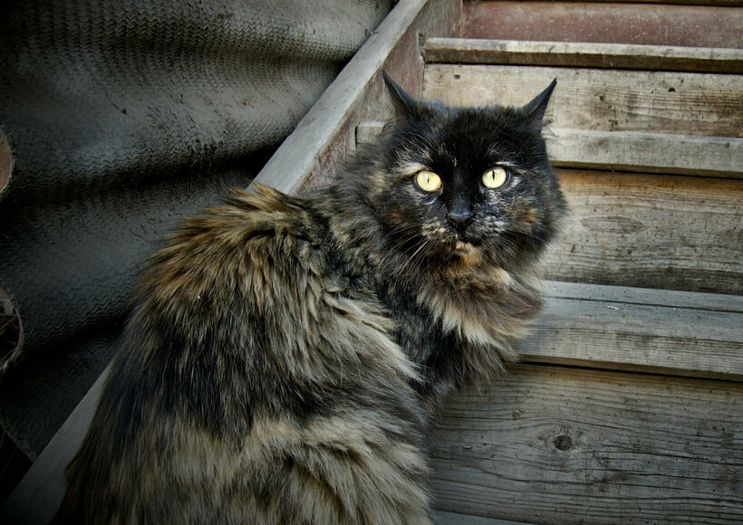Фото: Dementy D/flickr.com Фото: Dementy D/flickr.com