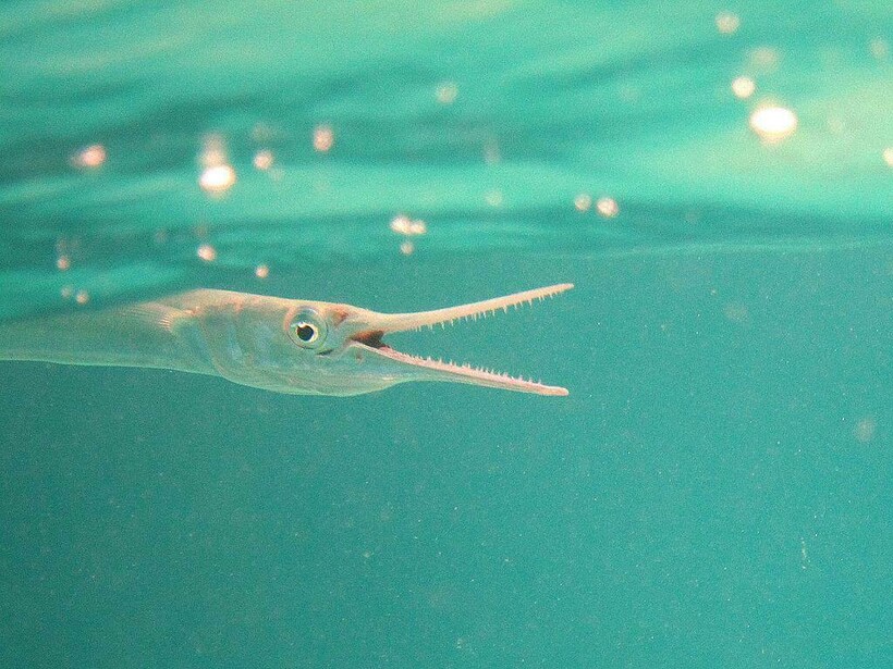 Множество острых зубов ― это не то, чего нужно бояться. Фото: European Zebrafish Society/facebook.com Множество острых зубов ― это не то, чего нужно бояться. Фото: European Zebrafish Society/facebook.com
