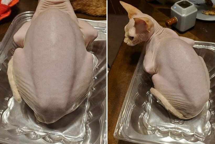 Блог - 12 раз, когда несъедобные вещи ловко притворялись вкусняшками и хотелось их съесть 12 раз, когда несъедобные вещи ловко притворялись вкусняшками и хотелось их съесть