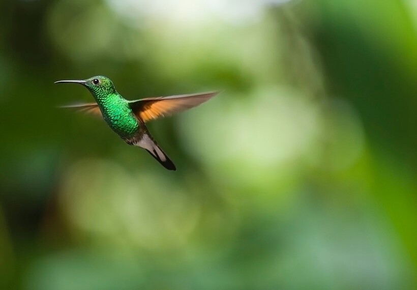 Фото: Nicman/pixabay.com Фото: Nicman/pixabay.com