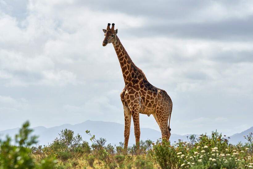 Фото: Wolfgang_Hasselmann/pixabay.com Фото: Wolfgang_Hasselmann/pixabay.com