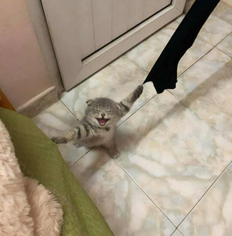 Блог - 15 забавных фото застрявших животных, которые ошиблись в расчетах 15 забавных фото застрявших животных, которые ошиблись в расчетах