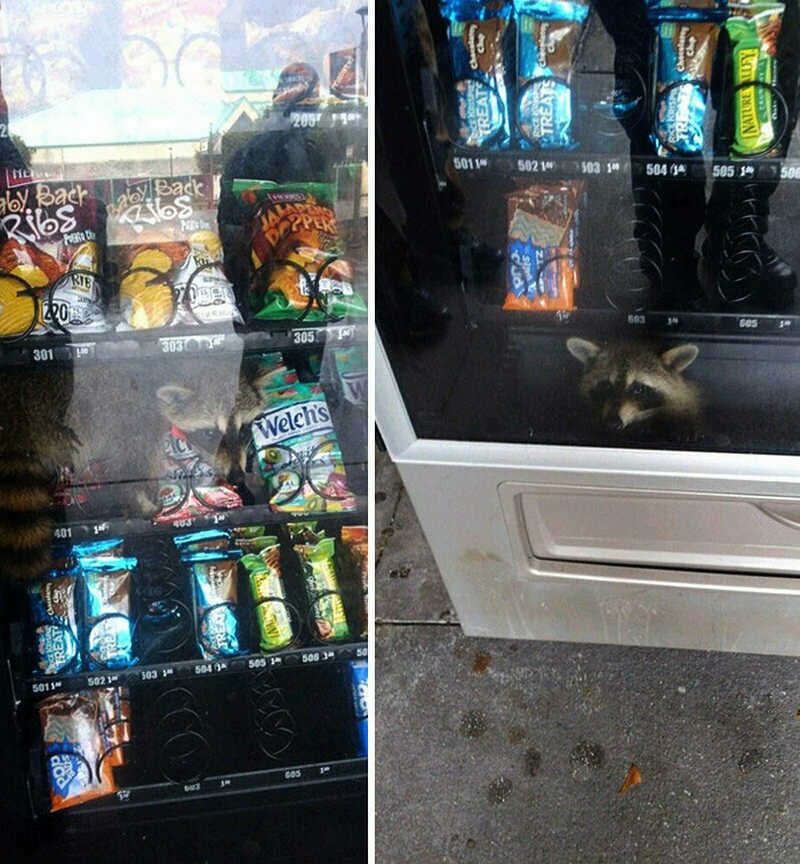 Блог - 15 забавных фото застрявших животных, которые ошиблись в расчетах 15 забавных фото застрявших животных, которые ошиблись в расчетах