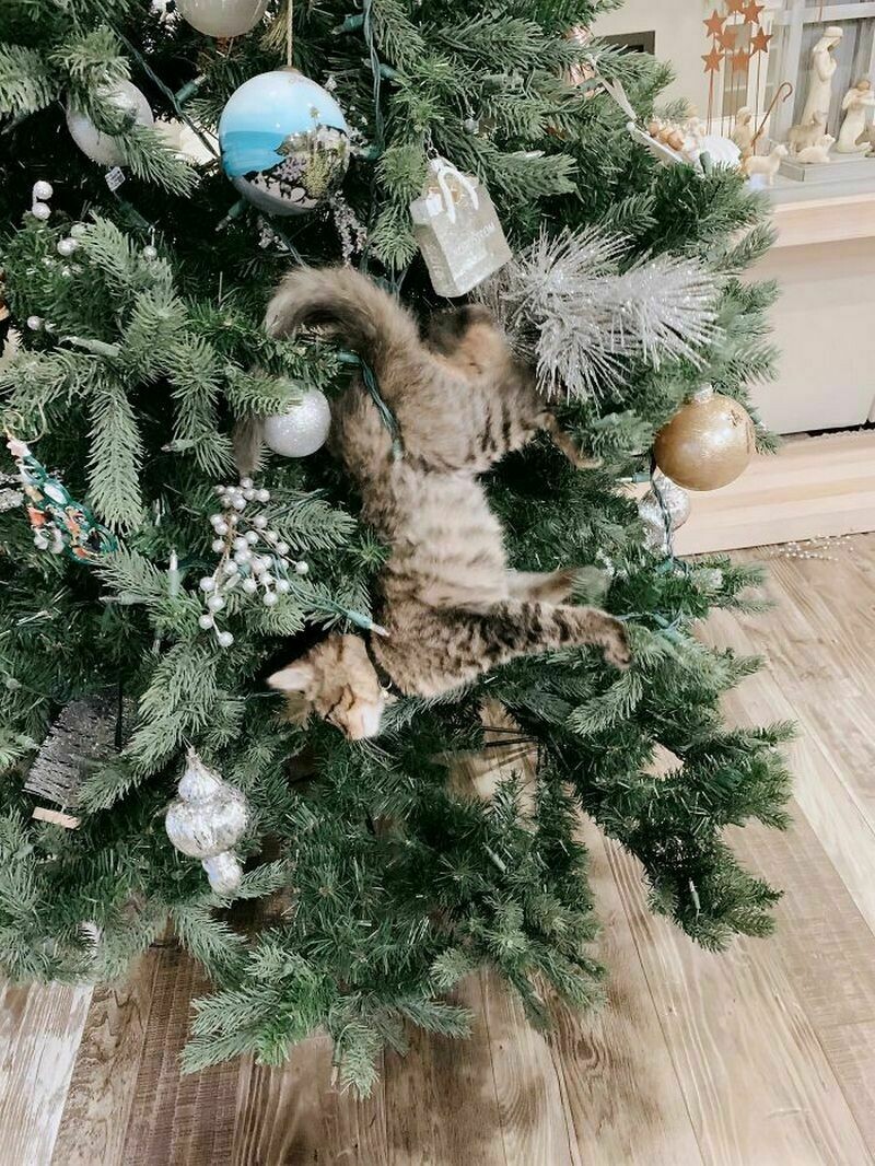 Блог - 15 забавных фото застрявших животных, которые ошиблись в расчетах 15 забавных фото застрявших животных, которые ошиблись в расчетах