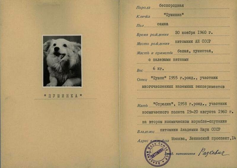 Паспорт Пушинки. Фото: JFK Library Паспорт Пушинки. Фото: JFK Library