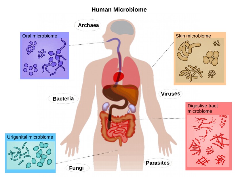 Микробиомы человека. Фото: whatisBiotechnology.org Микробиомы человека. Фото: whatisBiotechnology.org