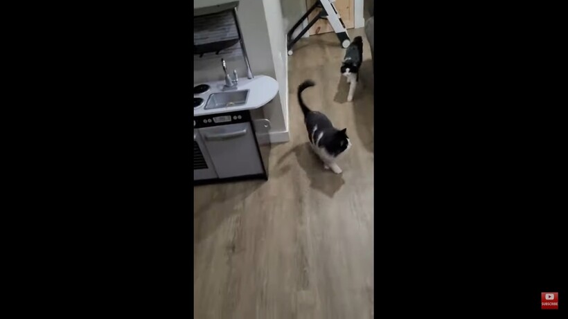 Блог - Видео: Реакция кошек на появление хозяйки в маске кота Видео: Реакция кошек на появление хозяйки в маске кота