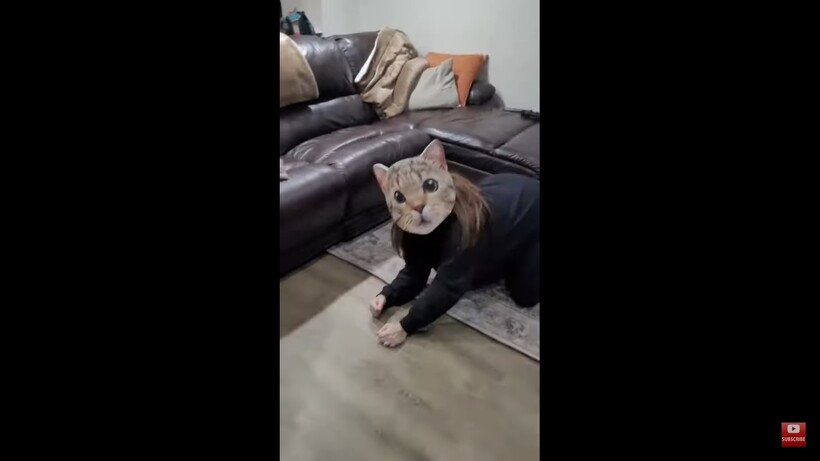 Блог - Видео: Реакция кошек на появление хозяйки в маске кота Видео: Реакция кошек на появление хозяйки в маске кота