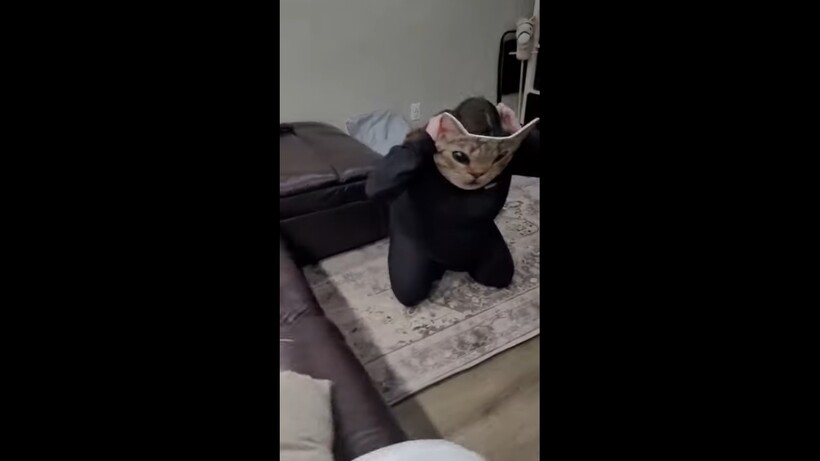 Блог - Видео: Реакция кошек на появление хозяйки в маске кота Видео: Реакция кошек на появление хозяйки в маске кота