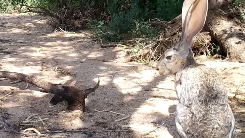 Блог - Видео: Зачем зайцам такие длинные уши, и не только чтобы лучше слышать Видео: Зачем зайцам такие длинные уши, и не только чтобы лучше слышать