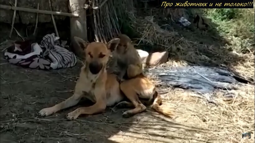 Блог - Видео: Люди съезжаются в деревню, чтобы увидеть собаку, спасшую и приютившую обезьянку Видео: Люди съезжаются в деревню, чтобы увидеть собаку, спасшую и приютившую обезьянку