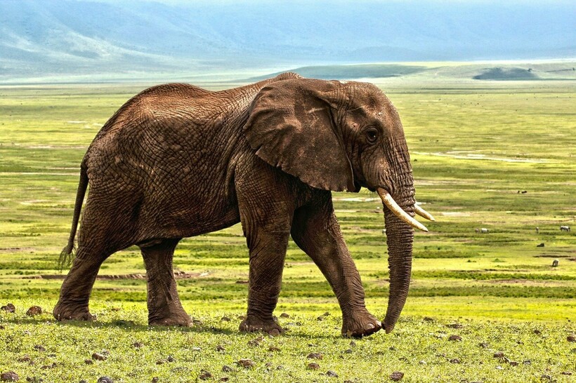 Фото: laurentmarx/pixabay.com Фото: laurentmarx/pixabay.com