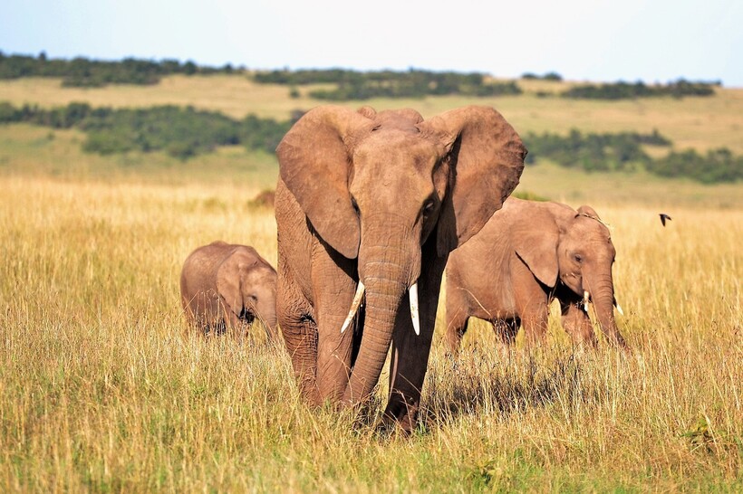 Фото: Pexels/pixabay.com Фото: Pexels/pixabay.com