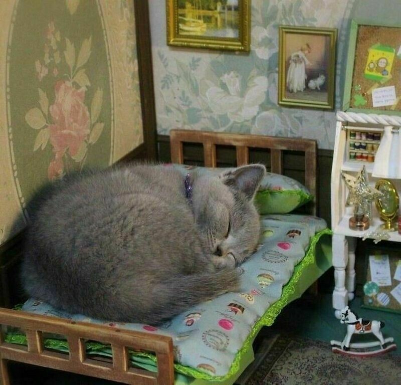 Блог - 17 милых фото, героями которых стали маленькие животные 17 милых фото, героями которых стали маленькие животные