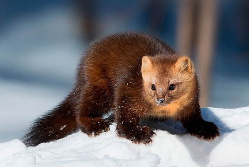 Фото: madhunter.ru Фото: madhunter.ru