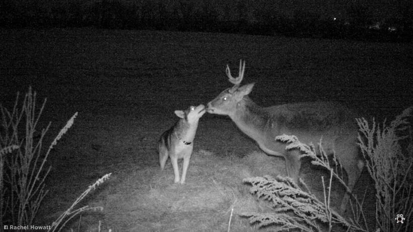Блог - Видео: Самые странные кадры, случайно снятые фотоловушками Видео: Самые странные кадры, случайно снятые фотоловушками