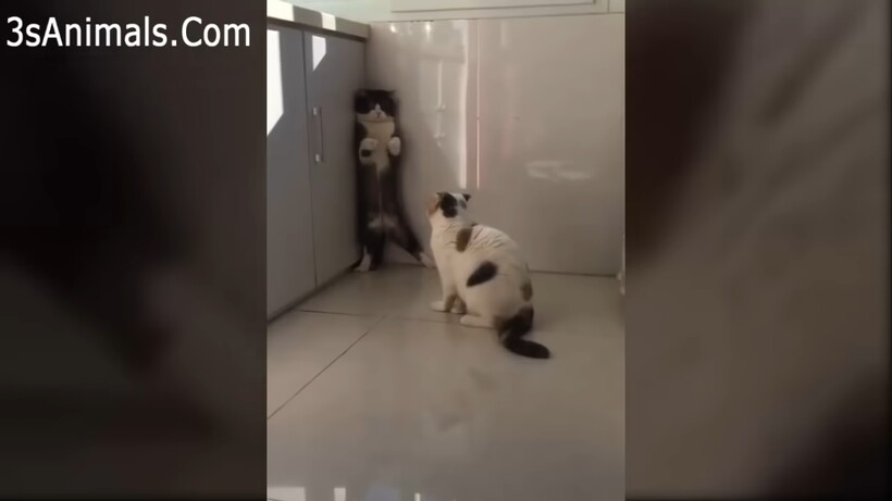 Блог - Самые неловкие и необъяснимые случаи с животными, которые сильно рассмешили людей Самые неловкие и необъяснимые случаи с животными, которые сильно рассмешили людей