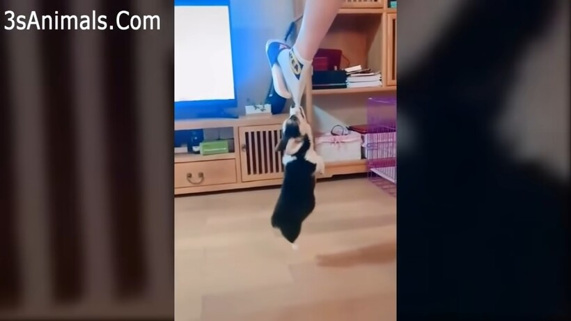 Блог - Самые неловкие и необъяснимые случаи с животными, которые сильно рассмешили людей Самые неловкие и необъяснимые случаи с животными, которые сильно рассмешили людей