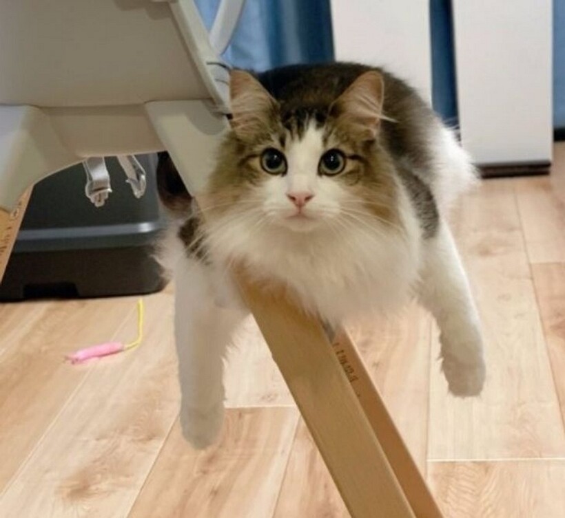 Блог - 11 котов, которые живут по каким-то своим законам физики 11 котов, которые живут по каким-то своим законам физики