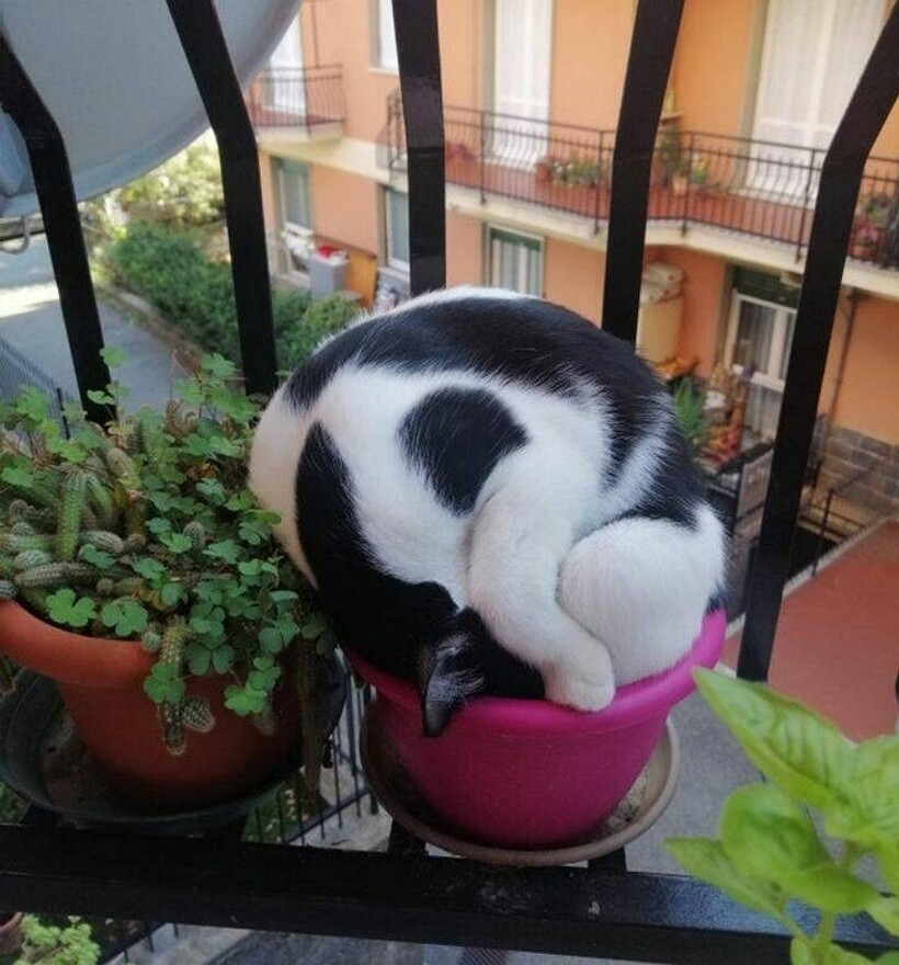 Блог - 11 котов, которые живут по каким-то своим законам физики 11 котов, которые живут по каким-то своим законам физики