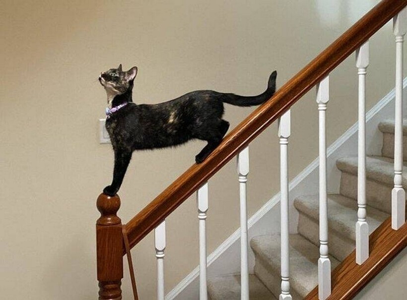 Блог - 11 котов, которые живут по каким-то своим законам физики 11 котов, которые живут по каким-то своим законам физики