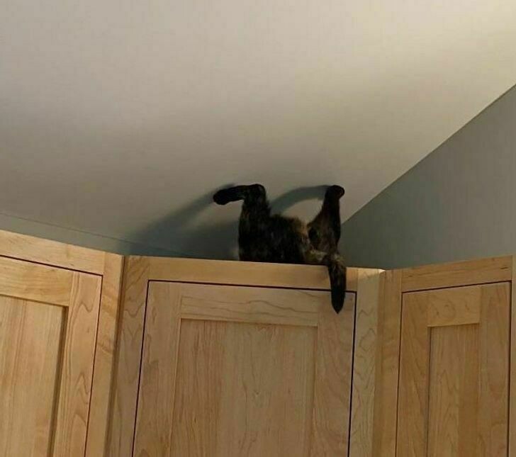 Блог - 11 котов, которые живут по каким-то своим законам физики 11 котов, которые живут по каким-то своим законам физики