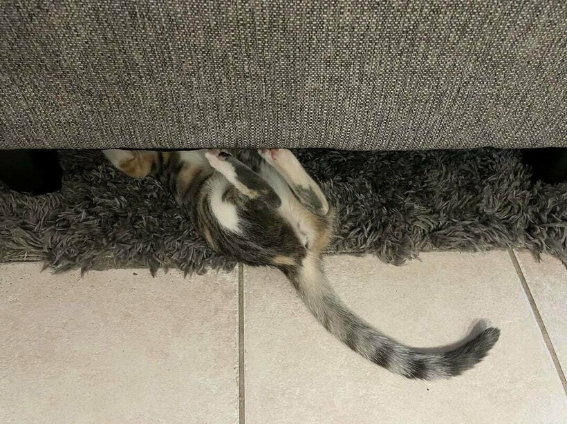Блог - 11 котов, которые живут по каким-то своим законам физики 11 котов, которые живут по каким-то своим законам физики