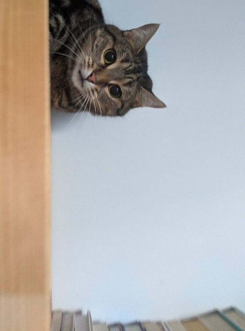 Блог - 11 котов, которые живут по каким-то своим законам физики 11 котов, которые живут по каким-то своим законам физики