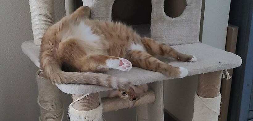 Блог - 11 котов, которые живут по каким-то своим законам физики 11 котов, которые живут по каким-то своим законам физики
