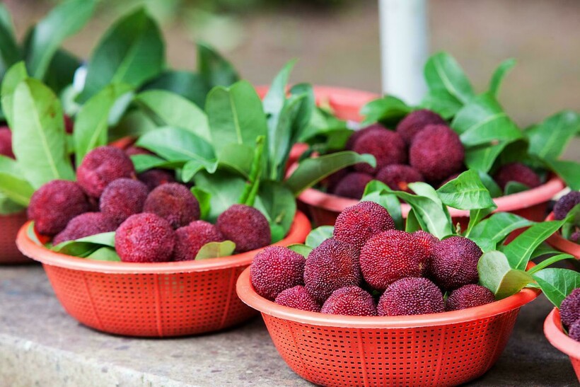 Блог - Фрукт со вкусом борща и еще 6 экзотических плодов, которых нет в российских магазинах Фрукт со вкусом борща и еще 6 экзотических плодов, которых нет в российских магазинах