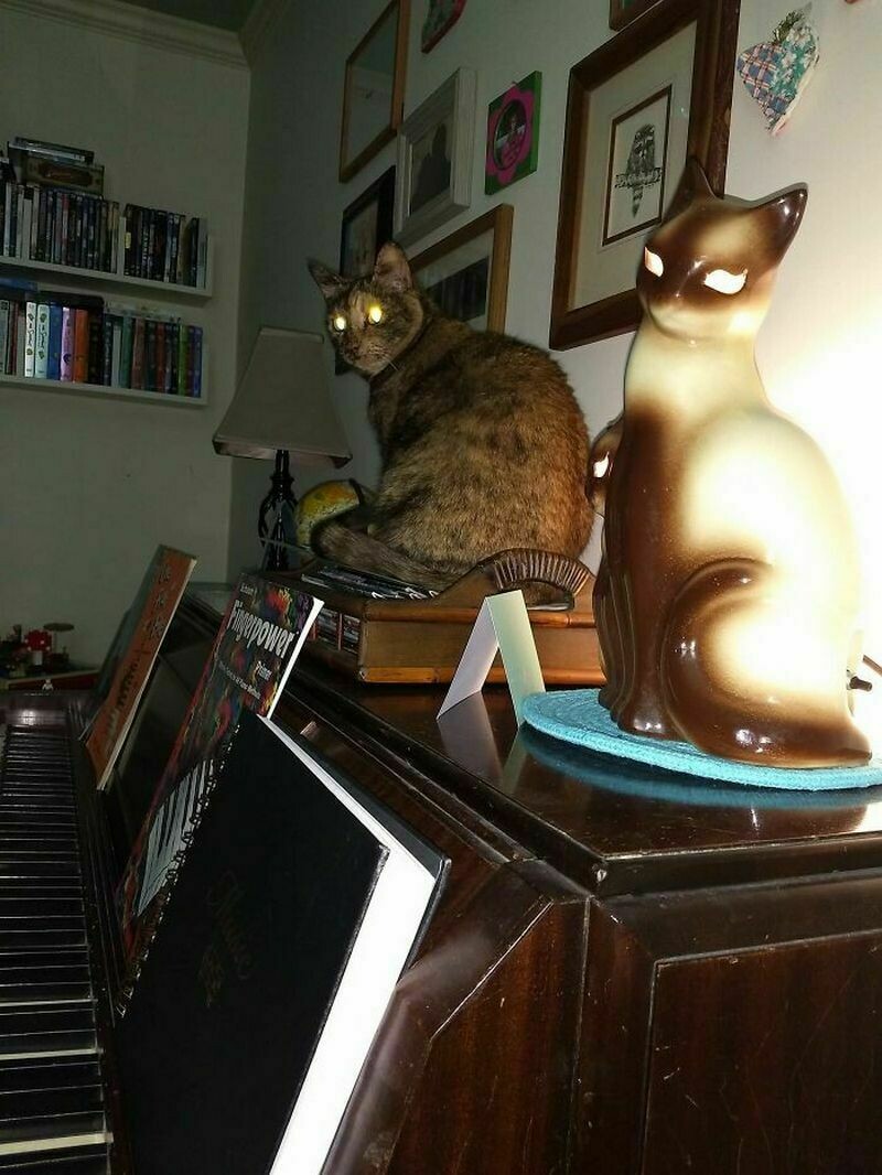 Блог - 15 фото, на которых домашние питомцы выглядят как исчадия ада 15 фото, на которых домашние питомцы выглядят как исчадия ада