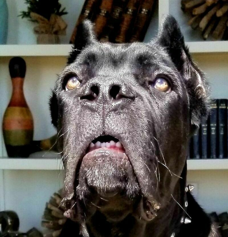 Блог - 15 фото, на которых домашние питомцы выглядят как исчадия ада 15 фото, на которых домашние питомцы выглядят как исчадия ада