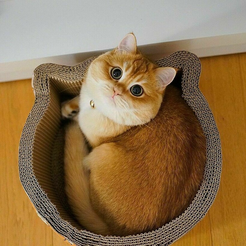Блог - 15 фото очаровательного кота, который точь-в-точь как знаменитый персонаж «Шрека» 15 фото очаровательного кота, который точь-в-точь как знаменитый персонаж «Шрека»