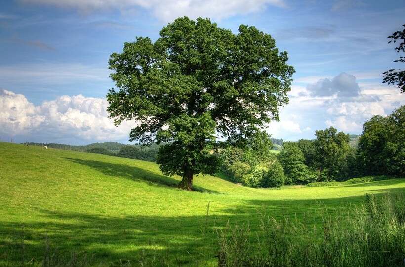 Фото: k_r_craft/pixabay.com Фото: k_r_craft/pixabay.com