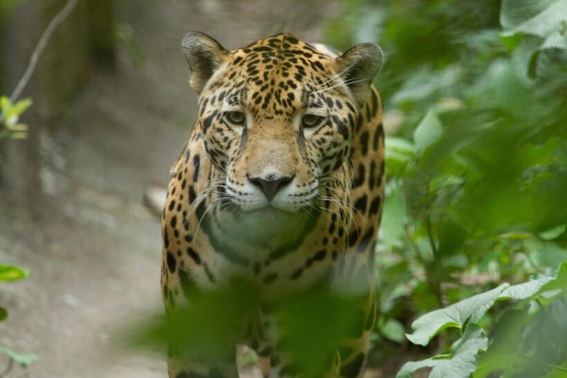 Фото: kikapookid/flickr.com Фото: kikapookid/flickr.com