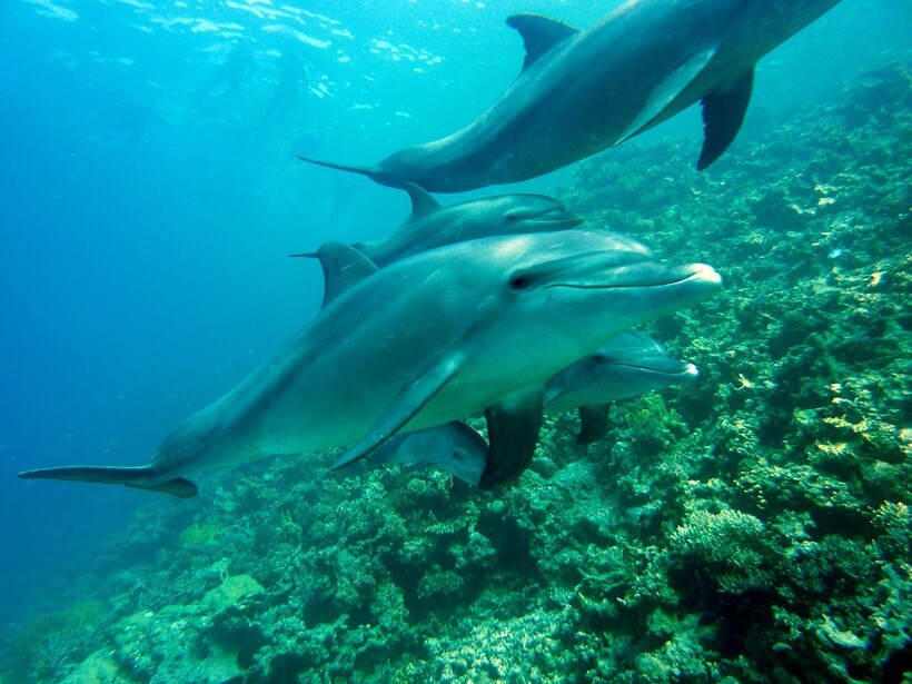 Фото: joakant/pixabay.com Фото: joakant/pixabay.com
