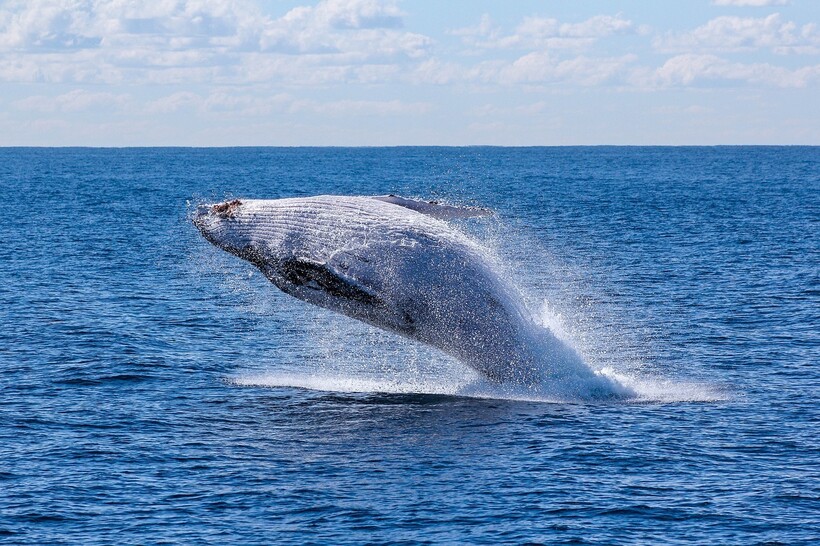 Фото: Pexels/pixabay.com Фото: Pexels/pixabay.com