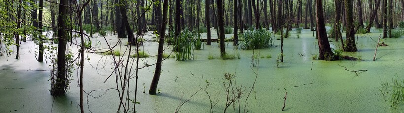 Фото: Heinz-Eberhard Boden/flickr.com Фото: Heinz-Eberhard Boden/flickr.com