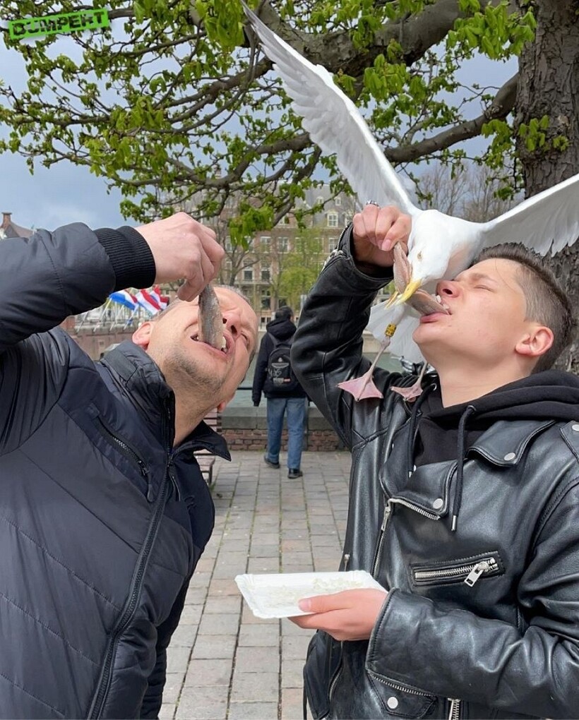 Блог - 11 зверушек, которые своими выходками доказали, что негодяйство у них в крови 11 зверушек, которые своими выходками доказали, что негодяйство у них в крови
