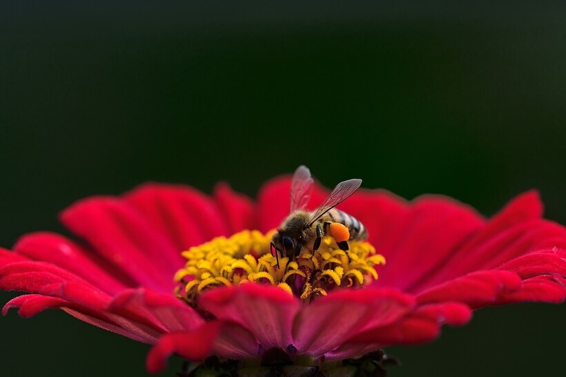 Фото: jggrz/pixabay.com Фото: jggrz/pixabay.com