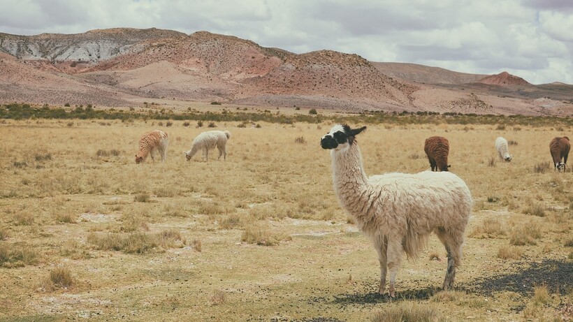 Фото: Pexels/pixabay.com Фото: Pexels/pixabay.com
