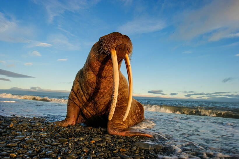 Фото: Andy Fuenzalida/flickr.ru