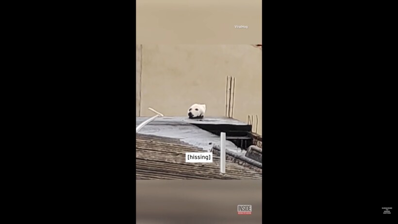 Блог - Видео: Оптическая иллюзия — собака превращается в кота Видео: Оптическая иллюзия — собака превращается в кота