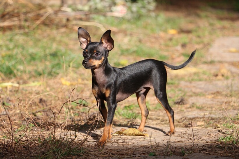 Фото: doctorpets.ru Фото: doctorpets.ru
