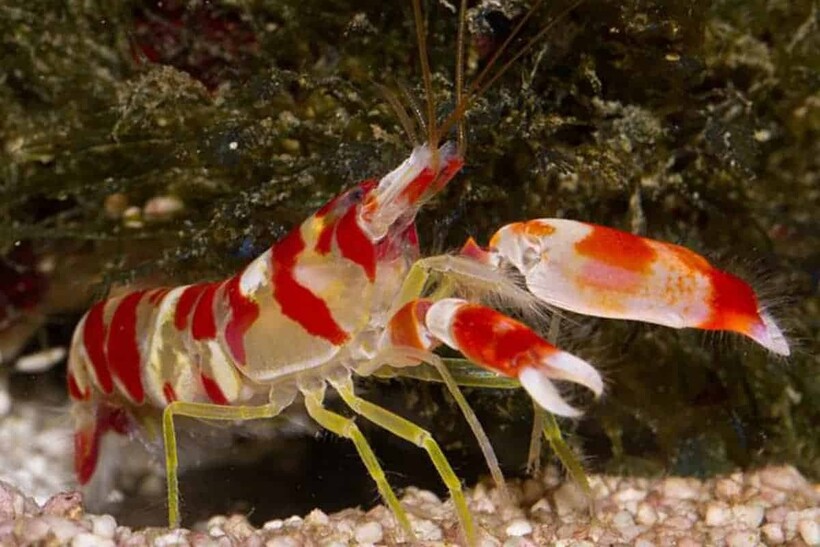 Фото: aquariumbreeder.com Фото: aquariumbreeder.com
