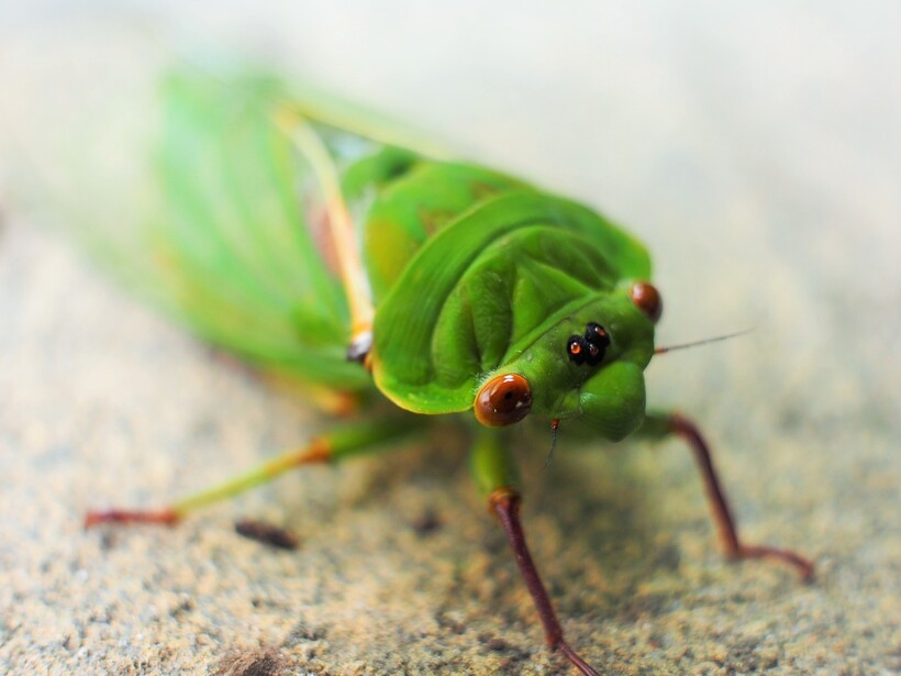 Фото: 2074413/pixabay.com Фото: 2074413/pixabay.com