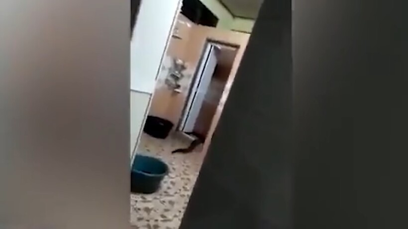 Блог - Видео: 10 страшных болотных монстров, снятых на камеру Видео: 10 страшных болотных монстров, снятых на камеру
