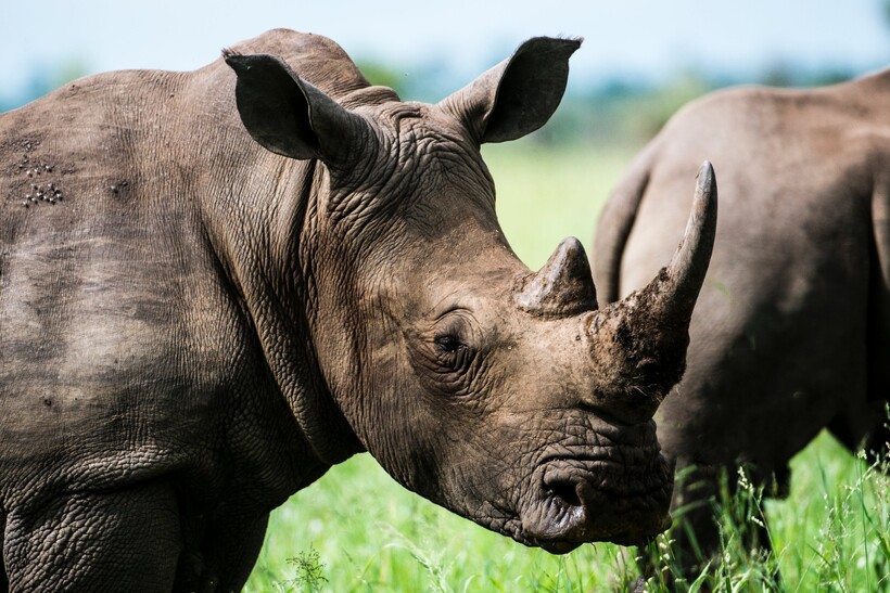Фото: Frans Van Heerden/pexels.com Фото: Frans Van Heerden/pexels.com