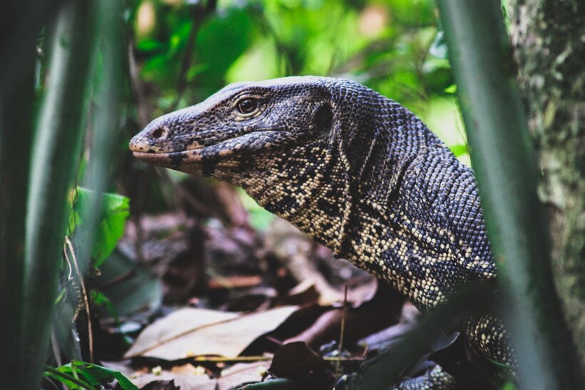 Фото:Sudipta Mondal/pexels.com Фото:Sudipta Mondal/pexels.com