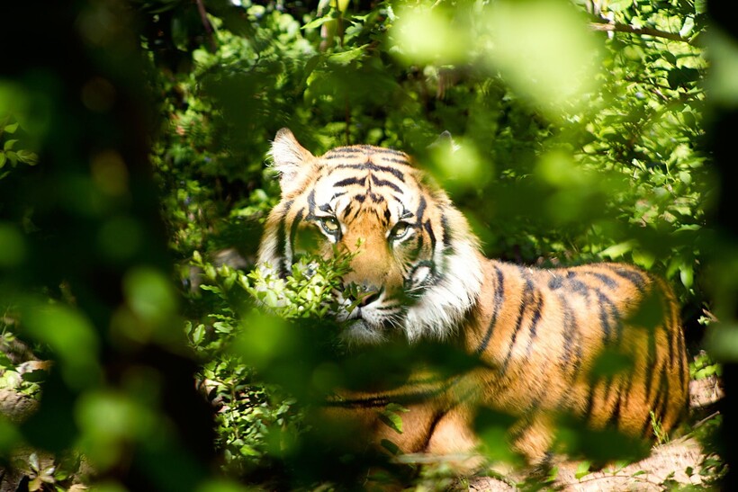 Фото: Pixabay/pexels.com Фото: Pixabay/pexels.com